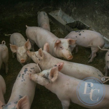 Методы борьбы, профилактики вспышек заболевания респираторного комплекса свиней