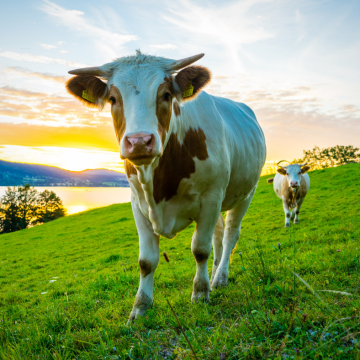 Жирова дистрофія печінки у корів