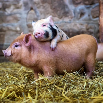 Респіраторні захворювання свиней в осінньо-зимовий період