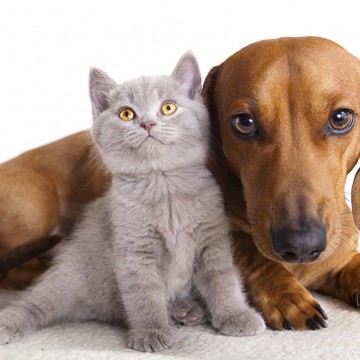 Дисбактериоз у кошек и собак