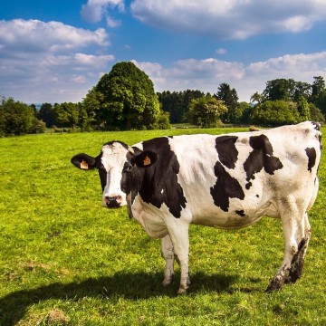 Послеродовой эндометрит у коров