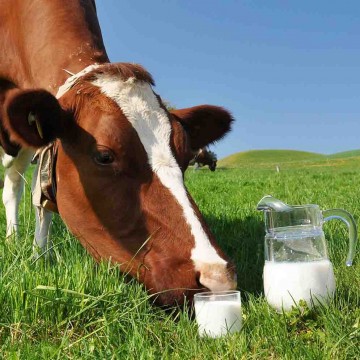 شركة  "فيت سينتيز" محدودة المسؤولية تشارك في مؤتمر الحليب الدولي الحادي عشر