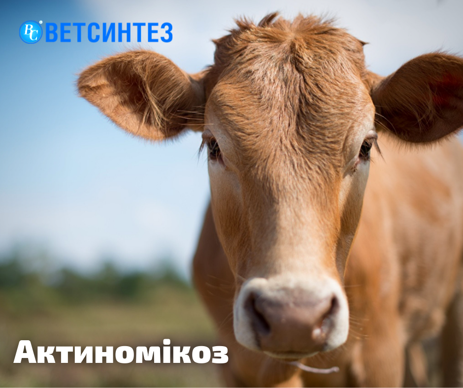 Как лечить актиномикоз у коров?